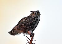 Great Hornet Owl